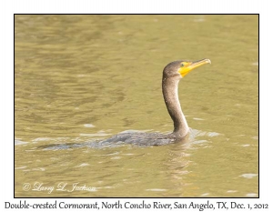 Double-crested Cormorant