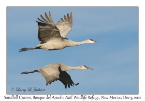 Sandhill Cranes