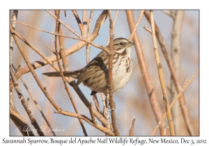 Savannah Sparrow