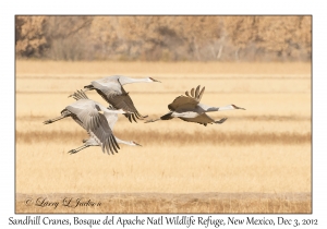 Sandhill Cranes