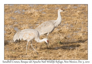 Sandhill Cranes