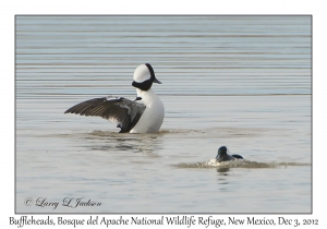 Buffleheads