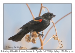 Red-winged Blackbird, male