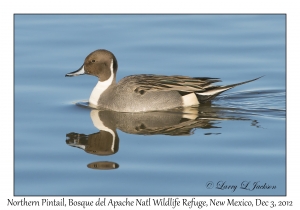 Northern Pintail