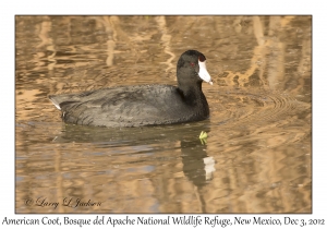 American Coot