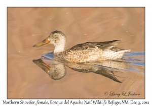 Northern Shoveler, female