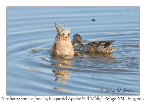 Northern Shoveler, females