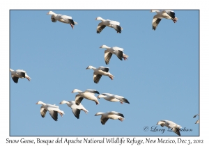 Snow Geese