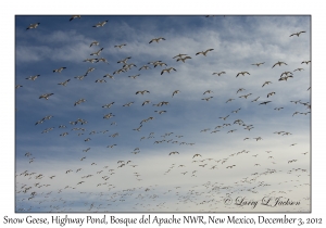 Snow Geese, Highway Pond