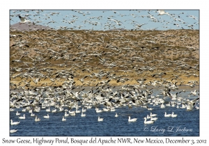 Snow Geese, Highway Pond