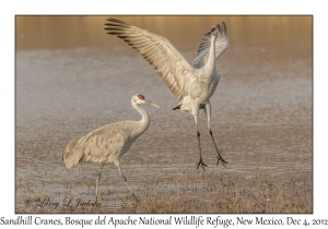 Sandhill Cranes