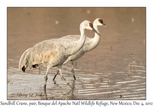 Sandhill Cranes