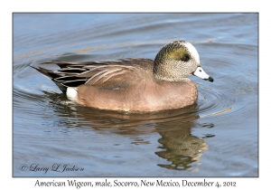 American Widgeon, male