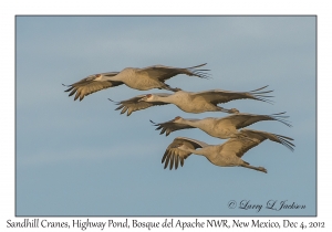 Sandhill Cranes, Highway Pond