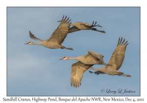 Sandhill Cranes, Highway Pond