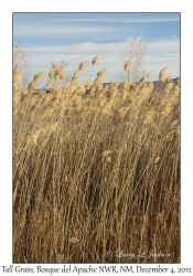 Tall Grass