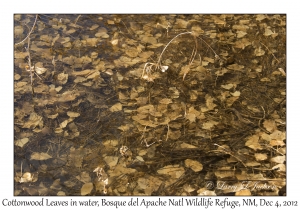 Cottonwood Leaves in water