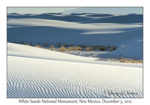 Grass between the dunes