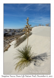 Soaptree Yucca