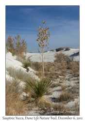 Soaptree Yucca