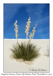 Soaptree Yucca