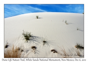 Dune Life Nature Trail