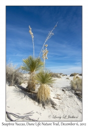 Soaptree Yucca