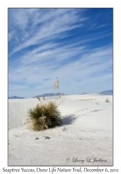 Soaptree Yucca