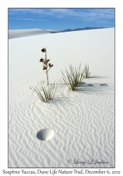 Soaptree Yucca