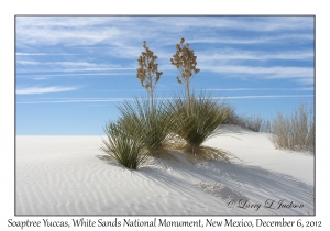 Soaptree Yucca