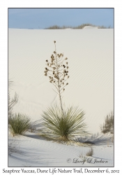 Soaptree Yucca