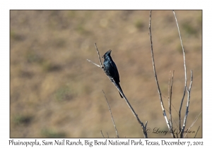 Phainopepla