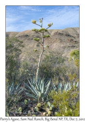 Parry's Agave