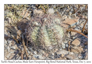 Turk's Head Cactus