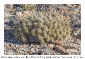 Strawberry Cactus