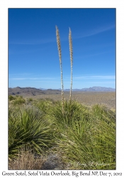Green Sotol