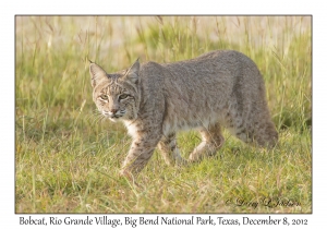 Bobcat