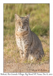 Bobcat