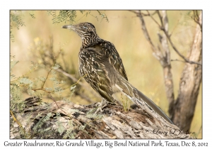 Greater Roadrunner