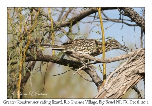 Greater Roadrunner