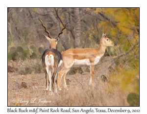 Black Buck, male & female