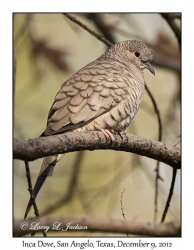 Inca Dove