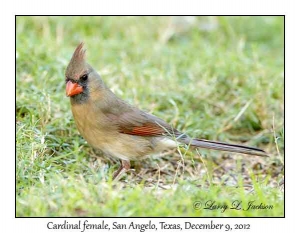 Cardinal, female