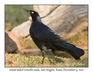 Great-tailed Grackle, male
