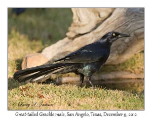 Great-tailed Grackle, male