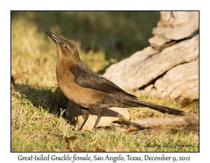 Great-tailed Grackle, female