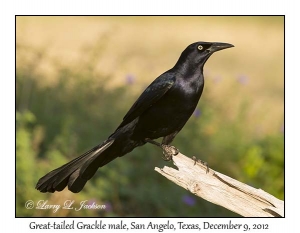 Great-tailed Grackle, male