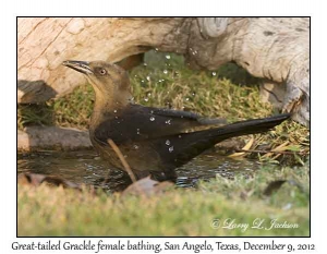 Great-tailed Grackle, female