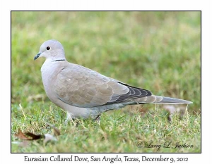 Eurasian Collared Dove