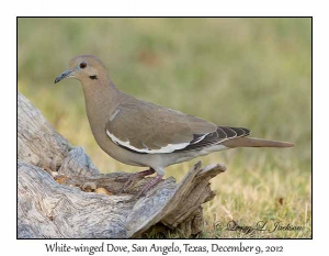 White-winged Dove